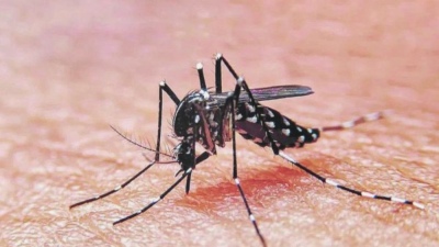 Dengue en la Argentina: Ya se registraron más de 269 mil contagios y 197 muertes