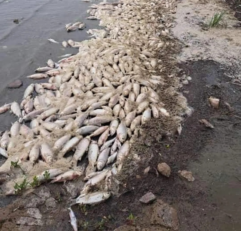 Aparecieron peces muertos en la laguna de Chascomús